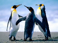 Preview of Penguins.jpg